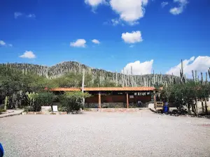 zapotitlan salinas Botanical Garden