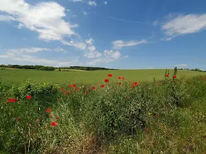 The Musical Road in Hungary