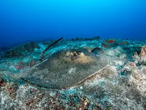 Green Turtle Diving Center