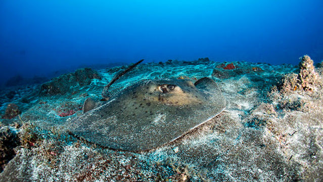Green Turtle Diving Center