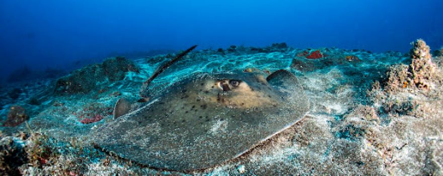 Green Turtle Diving Center