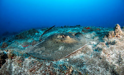 Green Turtle Diving Center