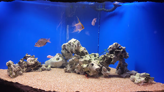 Tijuana Aquarium