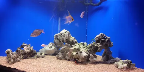 Tijuana Aquarium