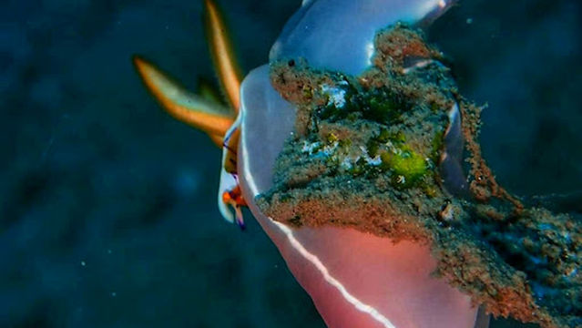 Lombok Scuba Dive Center