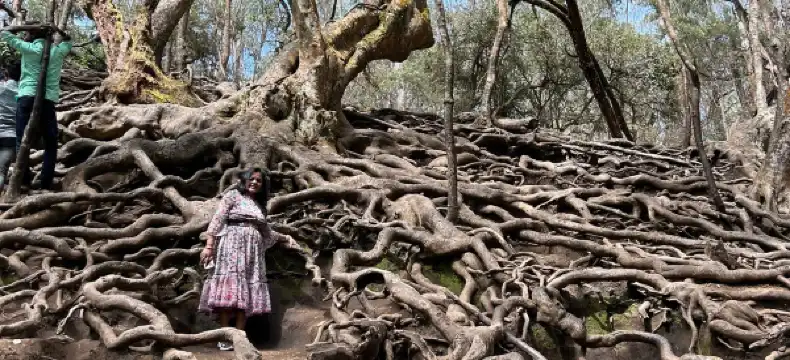 丁迪古爾Sterling holidays住宿