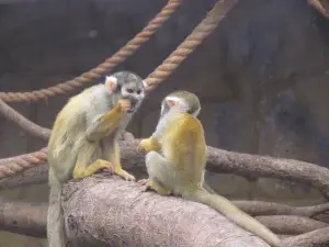 リマの人気家族向け観光スポット