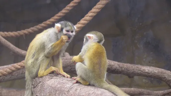 빠르께 데 라스 레옌다스