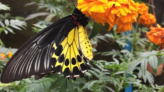 Cameron Highland Butterfly Farm