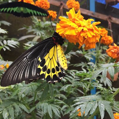 CH Butterfly Garden