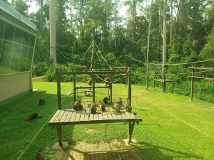 Sepilok Orangutan Rehabilitation Centre