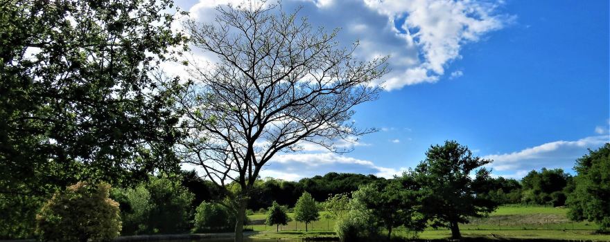 Le Jardin Des Kangourous