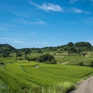 稲渕の棚田