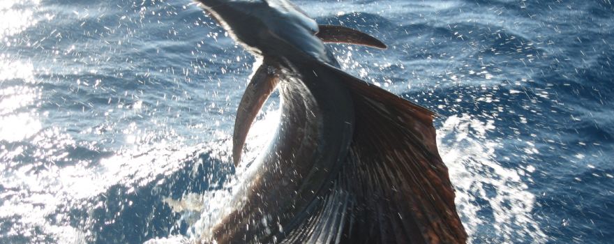 Best Bet Sportfishing