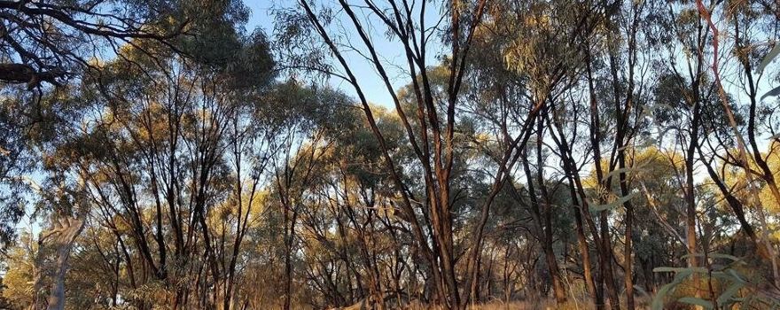 Moorook Game Reserve