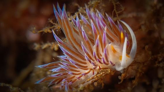 Poseidon Diving Center-SSI-Diving & Snorkeling