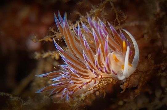 Poseidon Diving Center-SSI-Diving & Snorkeling