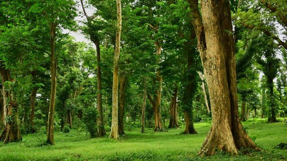 Makiling Botanic Gardens