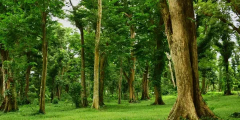 Makiling Botanic Gardens