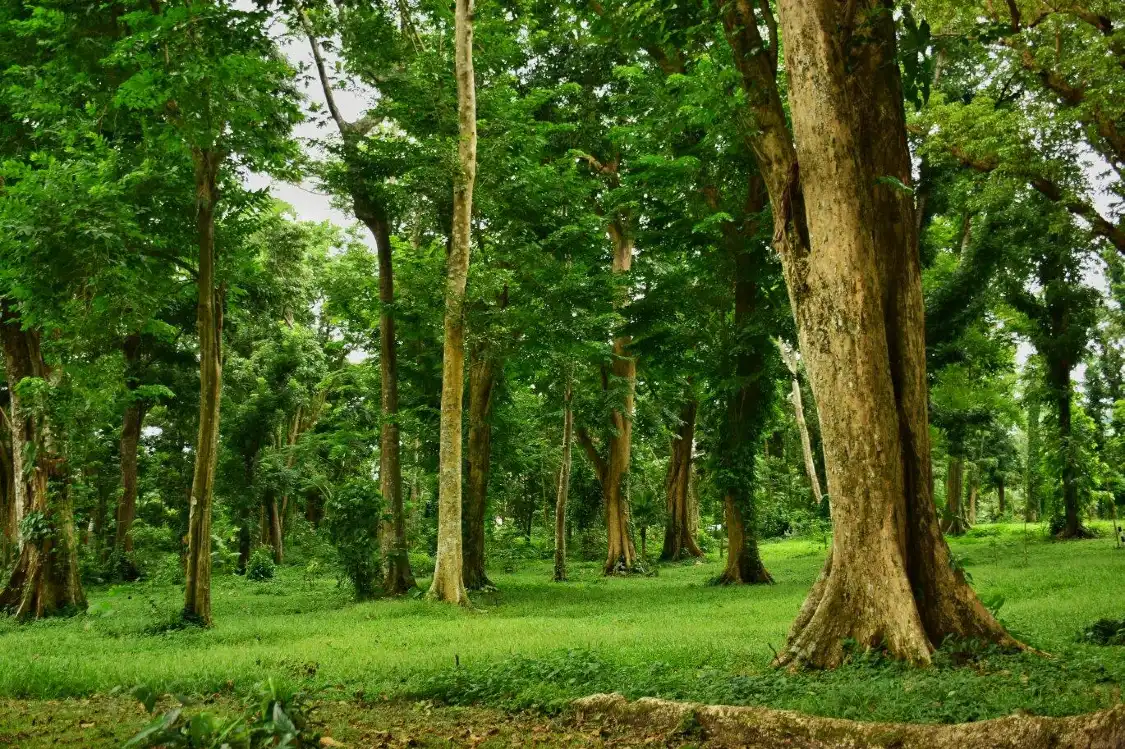 Hotels near Makiling Botanic Gardens