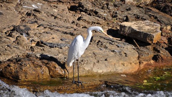 Katherine Low Level Nature Reserve