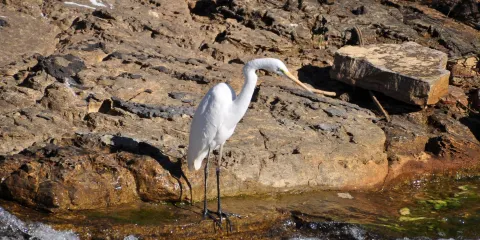Low Level Nature Reserve