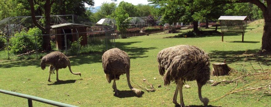 Zoo Neuwied