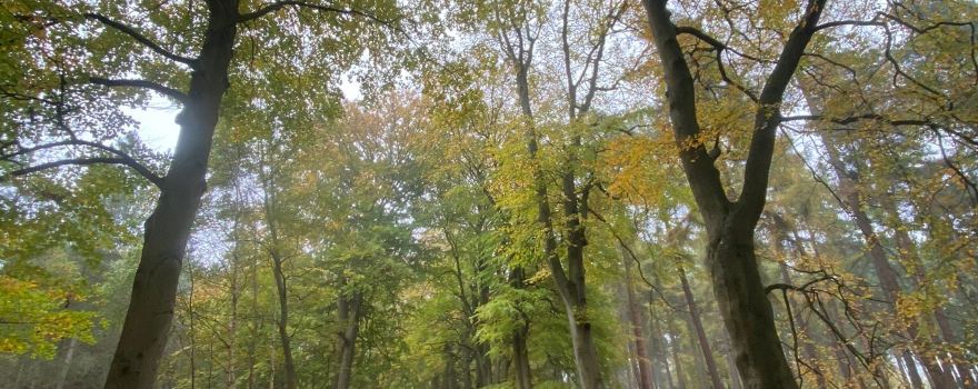 Harlestone Firs Forest Walk