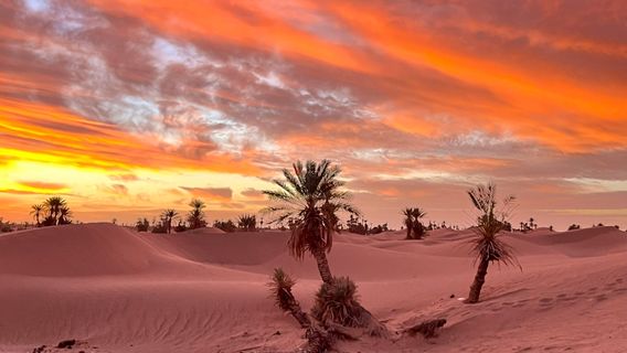 Caravane Renard du Desert - Excursion By 4x4 to Erg Chegaga