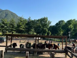 Caballos Sarvise