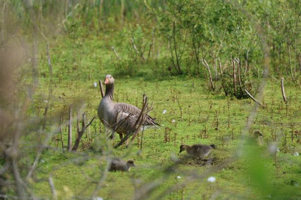 Whisby Nature Park