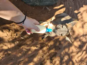 Kangaroo Haven