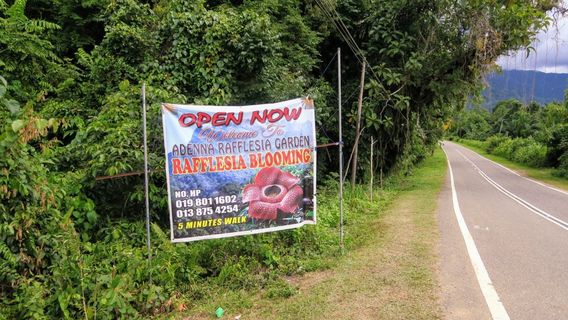 Adenna Rafflesia Garden, Poring, Sabah.