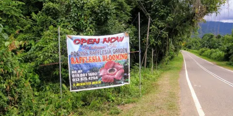 Adenna Rafflesia Garden