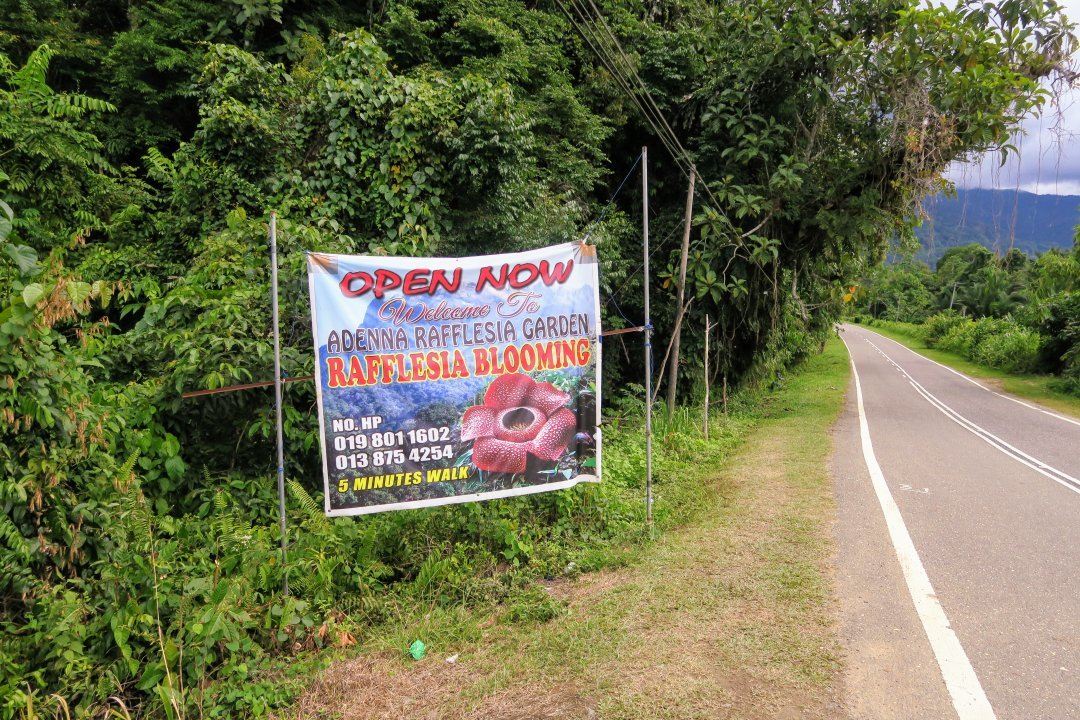 Adenna Rafflesia Garden, Poring, Sabah.