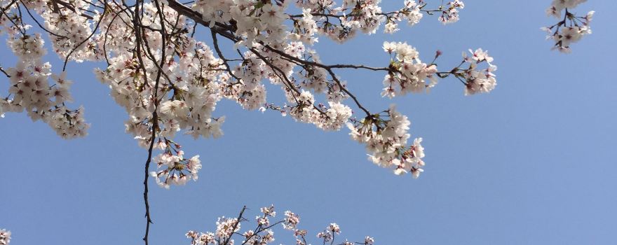 Kishiwada City Central Park