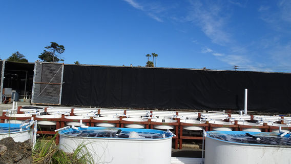 Agua Hedionda Lagoon Foundation (Discovery Center)