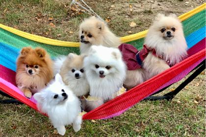 Springs Hiyoshi Oshokujidokoro Rakuga