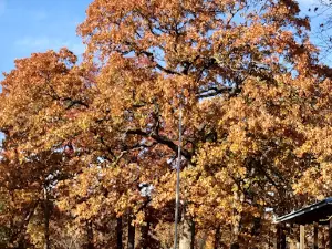 City Park