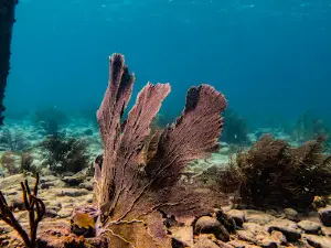 Salt Pier (49)