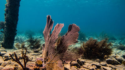 Salt Pier (49)