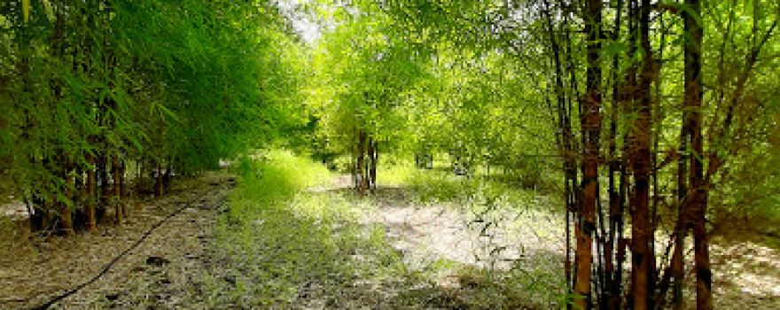 Deepali BAMBOO FARMING