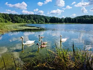 Strėva green trail