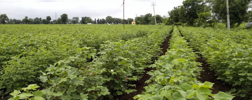 Mankar Farm (Somesh)