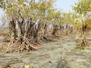 Shuvo Sondha Sea Beach