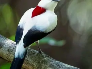 Kapal Tosimaru Malifut