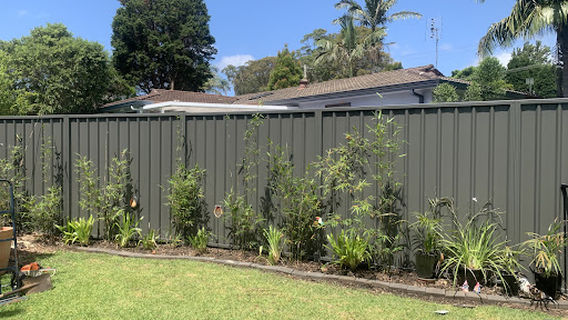 Zen Bamboo Newcastle Plant Nursery