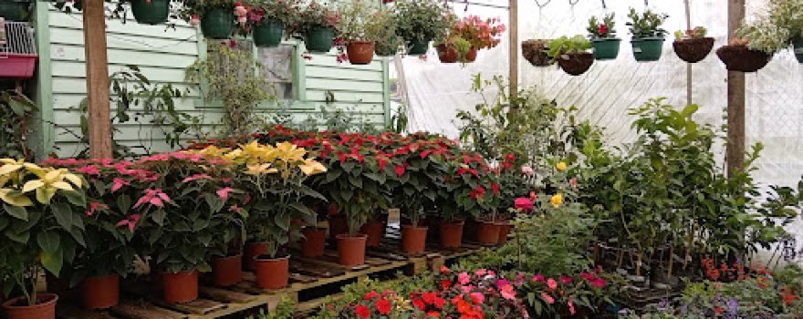 Vivero Llano Verde