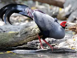 Phu Khiao Wildlife Sanctuary