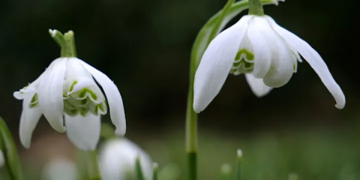 Mary Challis House and Garden
